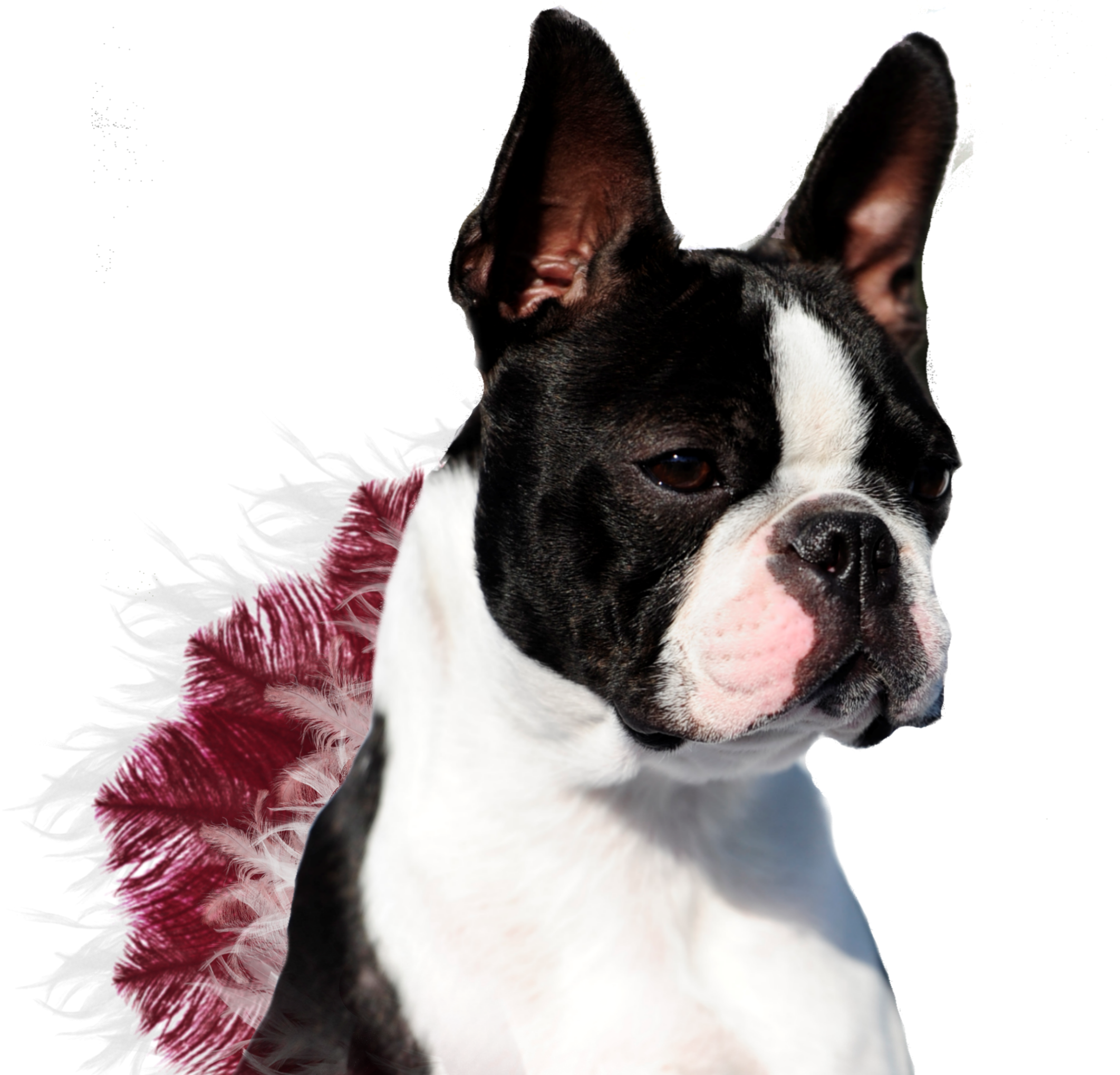 Boston Terrier (2167x2038), Png Download