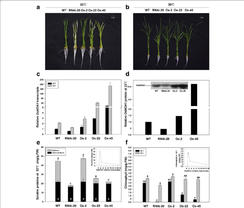 Phenotypes Of Transgenic Plants Along With Wt Grown - Diagram - Free ...