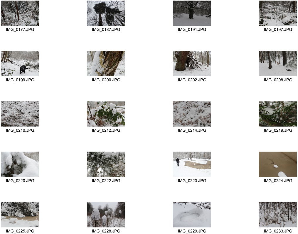 Picture - Animal (1015x800), Png Download