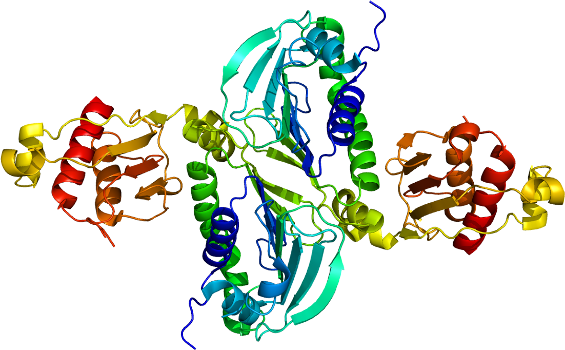 Pms2 - Mlh1 Protein (1151x731), Png Download