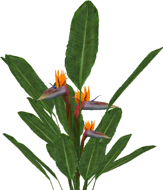 Bird Of Paradise - Bird Of Paradise Png (700x701), Png Download