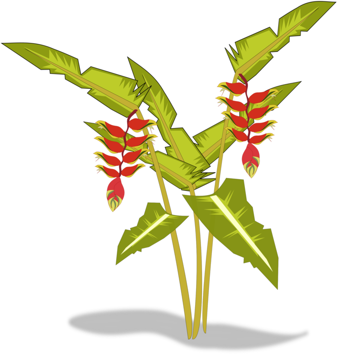 Heliconia Psittacorum Heliconia Bihai Heliconia Wagneriana - Heliconia Png (750x750), Png Download