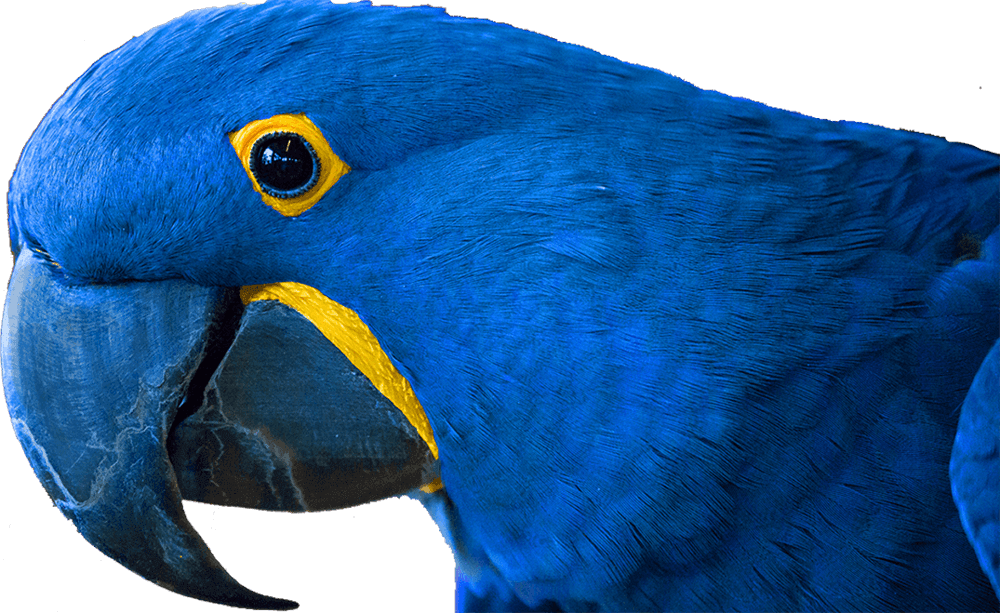 Bird Kingdom Niagara Falls, Canada - Macaw (1000x613), Png Download