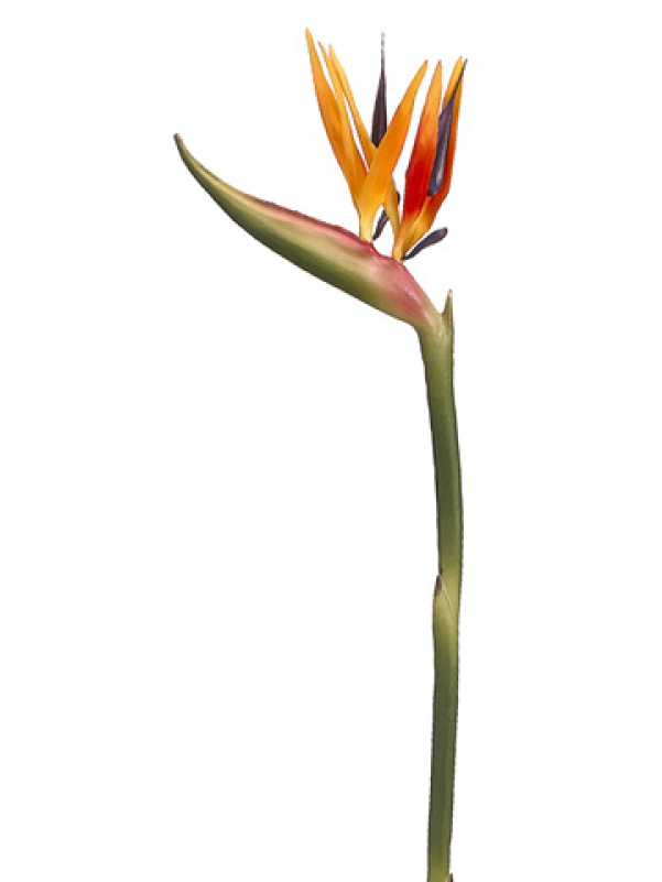 37" Bird Of Paradise Spray X2 Orange Yellow - Bird Of Paradise (800x800), Png Download