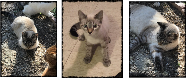 Artemis - Siamese (640x480), Png Download