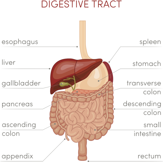 Imagenes De Tracto Digestivo (600x600), Png Download