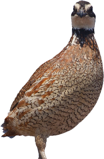 That Parasites Are Responsible For The Decimation Of - Quail (900x882), Png Download