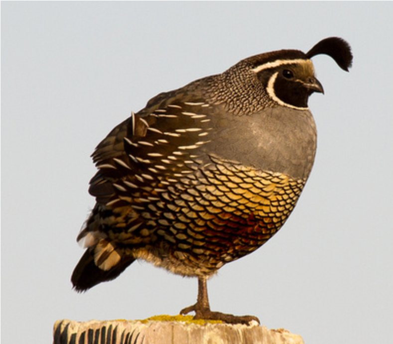 Quail Meadow Of St - Turkey (912x814), Png Download