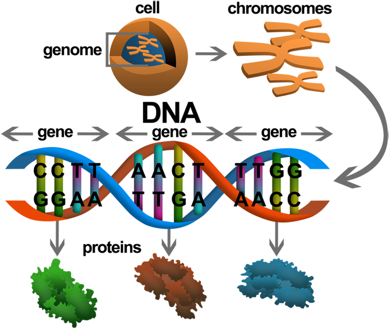 Geneimagewip007 - Gene In Dna (800x681), Png Download