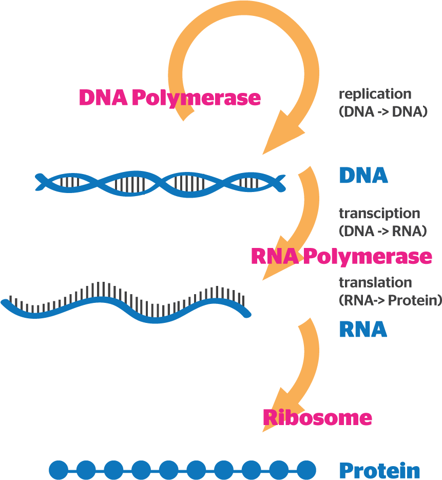 Gene Expression - Tan (892x974), Png Download