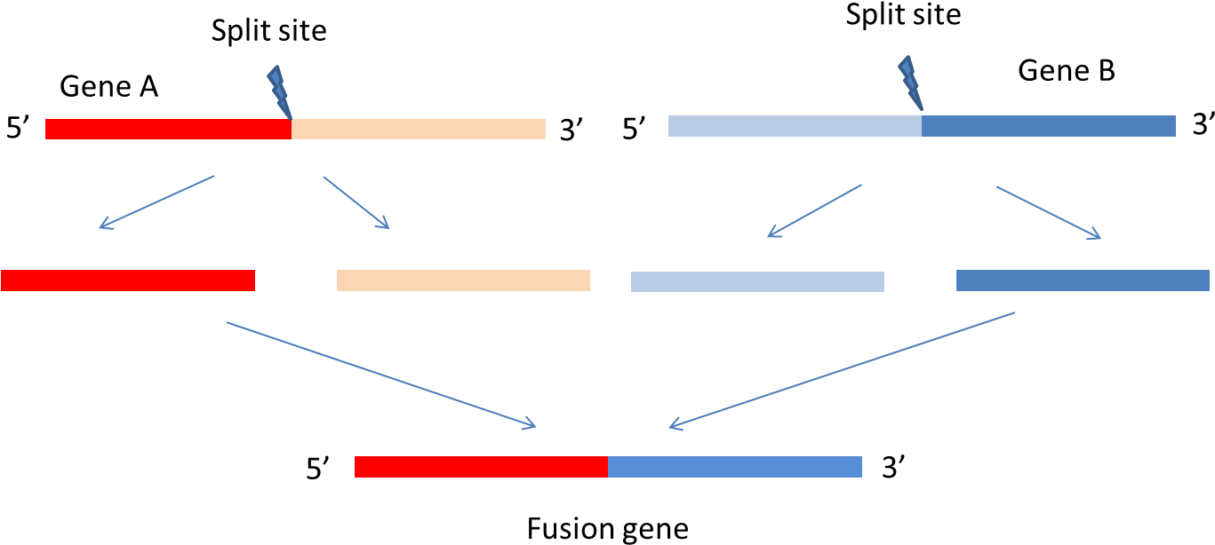 Fusioncancer A Database Of Cancer Fusion Genes Derived - Diagram (1413x660), Png Download