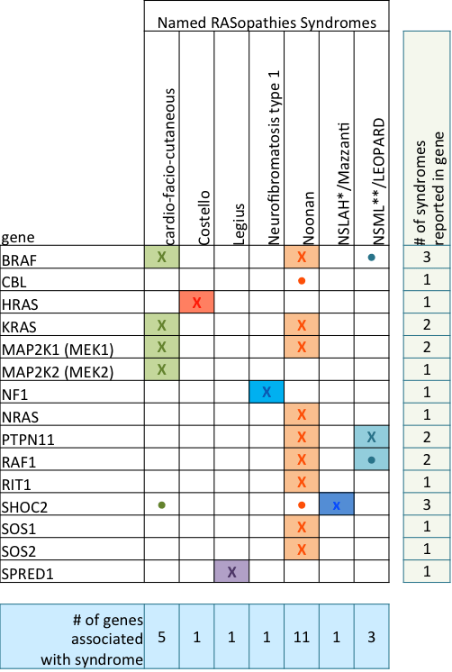 Rasgenes - Rasopathies Genes (502x746), Png Download