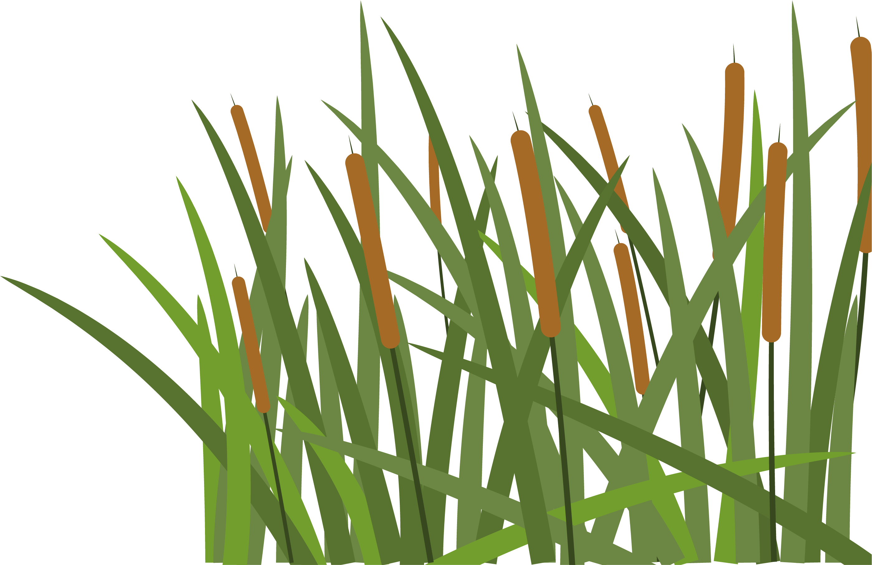 Hoochie's Denton - Grass (2855x2030), Png Download