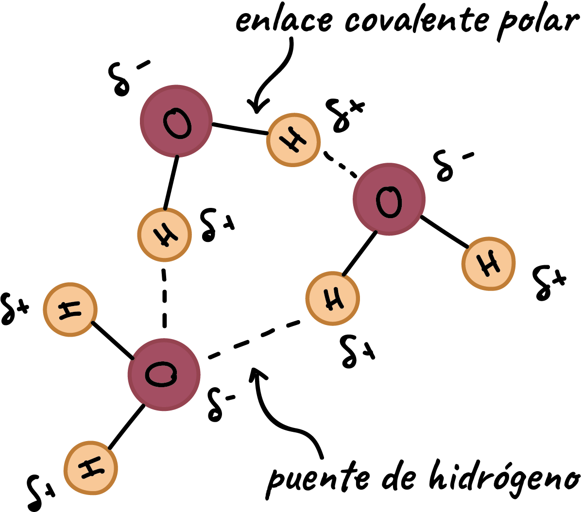 Moléculas De Agua Formando Un Puente De Hidrógeno - Water Molecule With Labels (1217x1063), Png Download