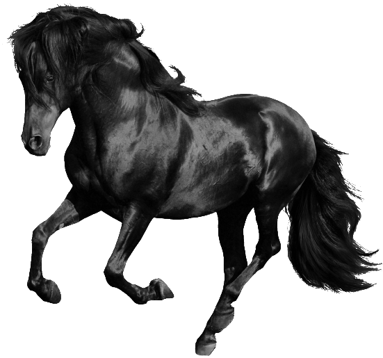 Black Horse - Black Horse White Background (1024x576), Png Download