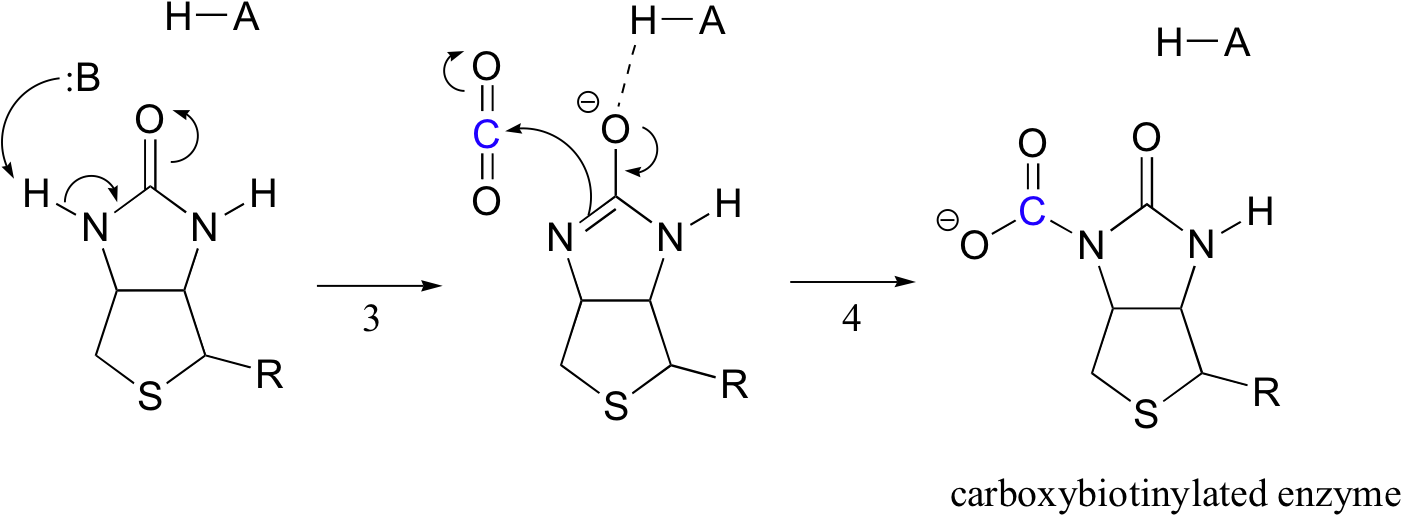 Image100e - Biotin Active Site (1420x532), Png Download