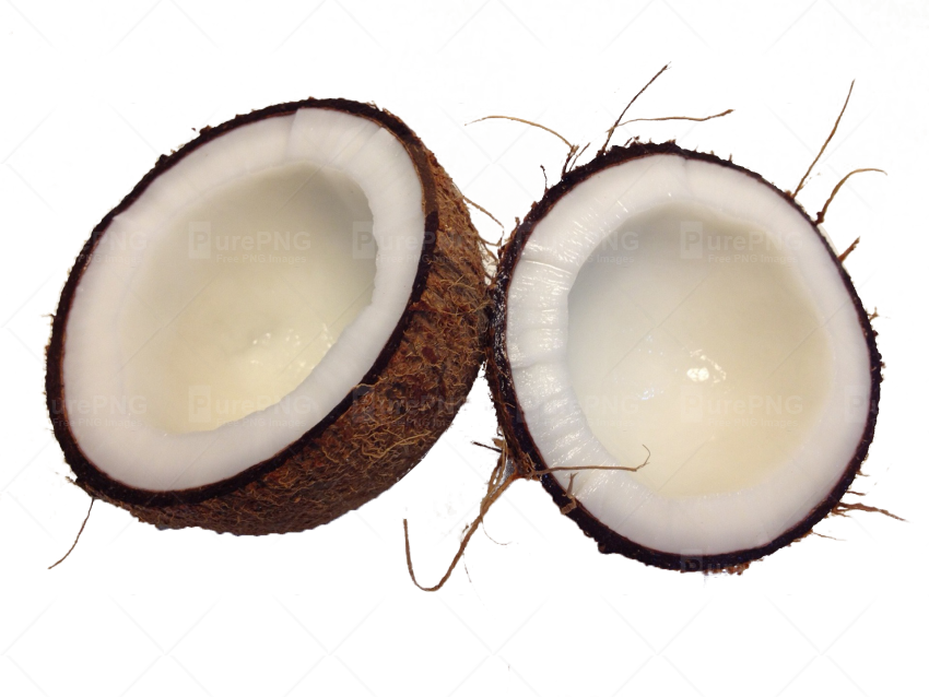 Cocunut Tree Png (850x638), Png Download