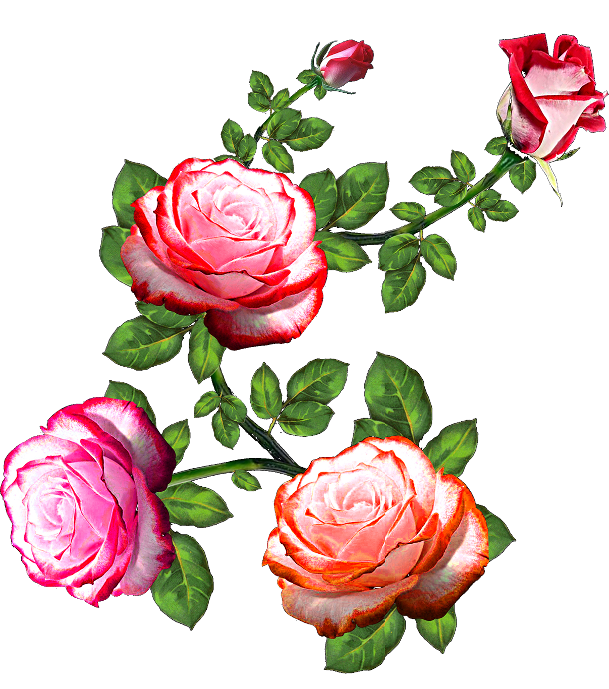 Vector,flower,vector Art,flower Vector,vector Flower - Flower Rose (1207x1366), Png Download