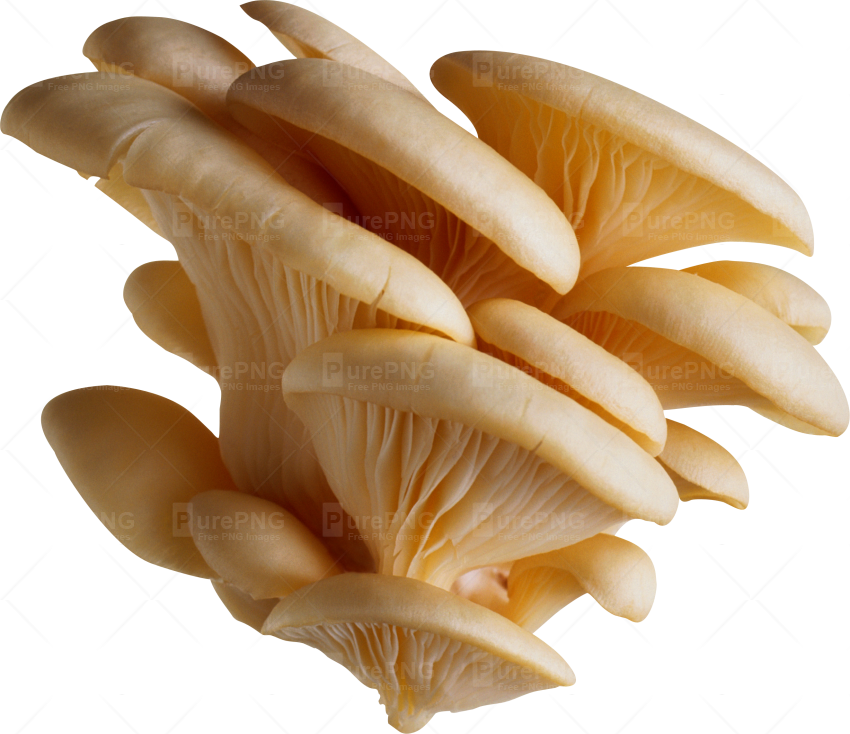 Mushroom Transparent (850x734), Png Download
