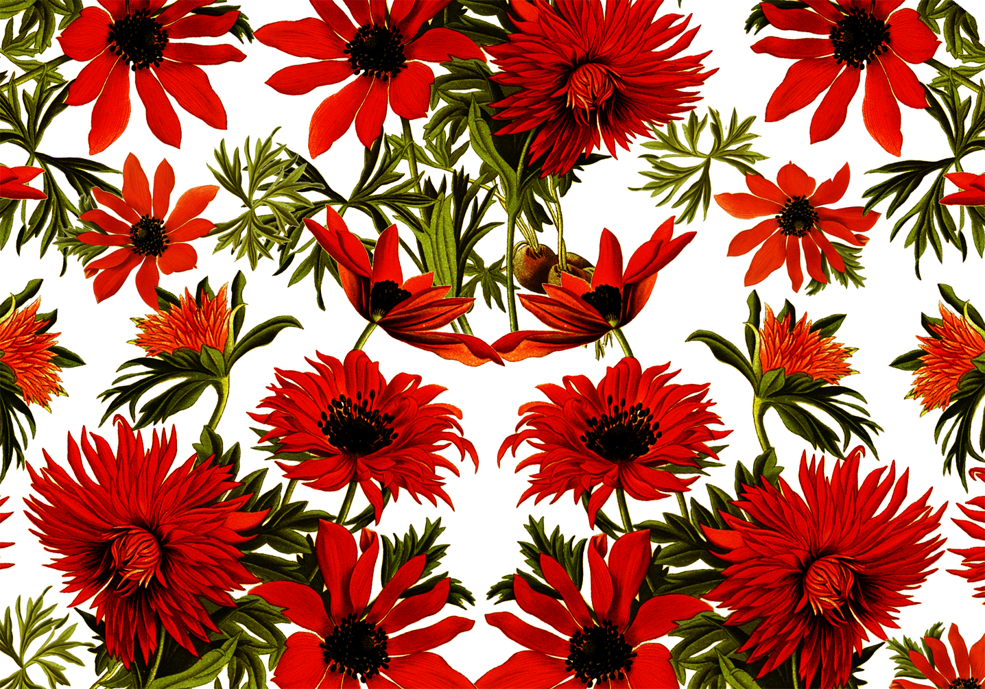 Vector,flower,vector Art,flower Vector,vector Flower - Chrysanths (1436x1005), Png Download