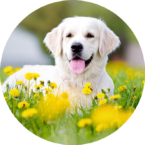 Cropping An Image In A Circular Way, Using Python [duplicate] - Golden Retriever Pups In Yellow Flowers (600x600), Png Download