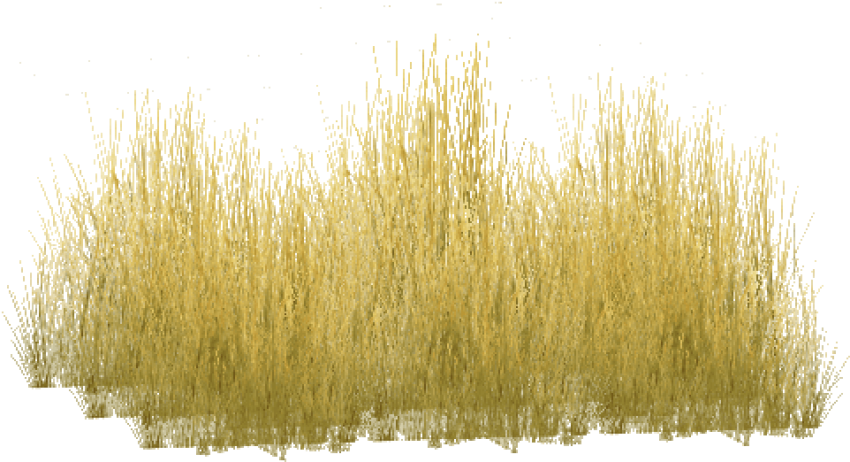 Free Png Download Yellow Grass Png Images Background - Freshwater Marsh (850x462), Png Download