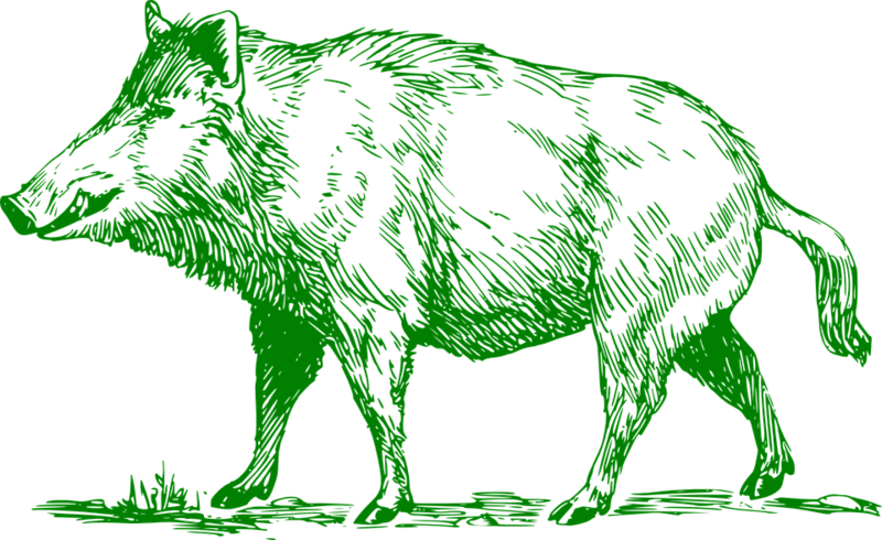 The Process - Wild Boar Black And White Clipart (800x490), Png Download