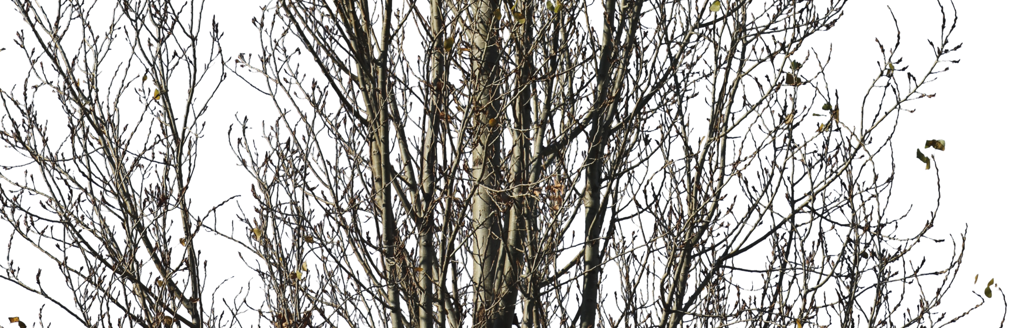 Previous - Next - Architecture (2047x665), Png Download