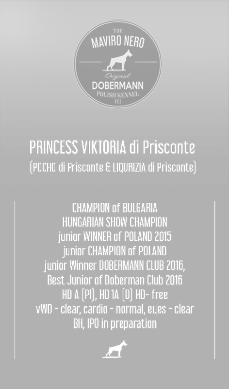 Princess Viktoria Di Prisconte - Kangaroo (472x800), Png Download