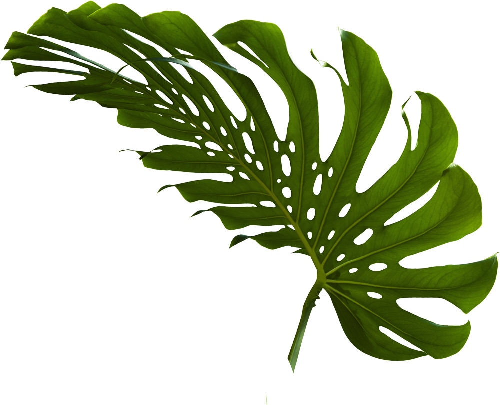 100% (1000x810), Png Download