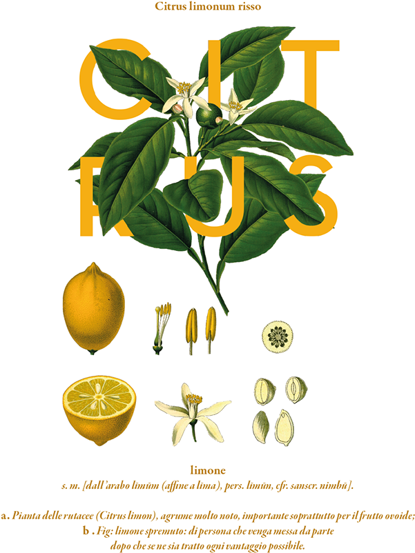 The Creative Garden By Rachel Verrengia, Via Behance - Citrus Limon L Osbeck (600x826), Png Download