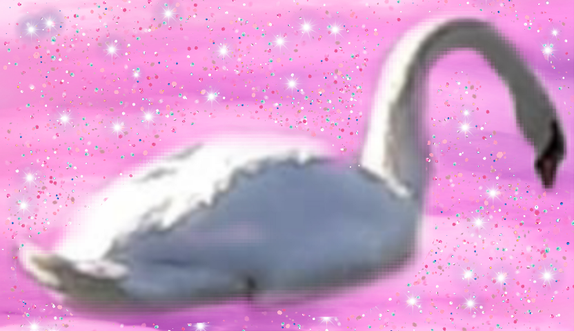 Water Bird (832x480), Png Download