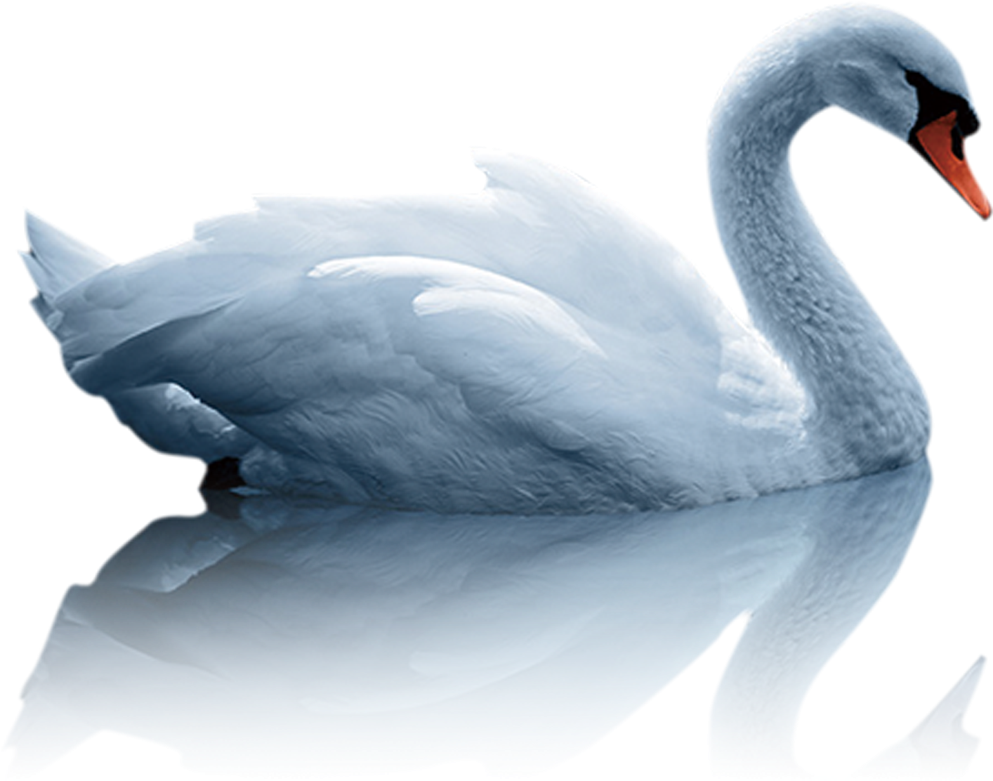 White Duck Png (2362x2362), Png Download