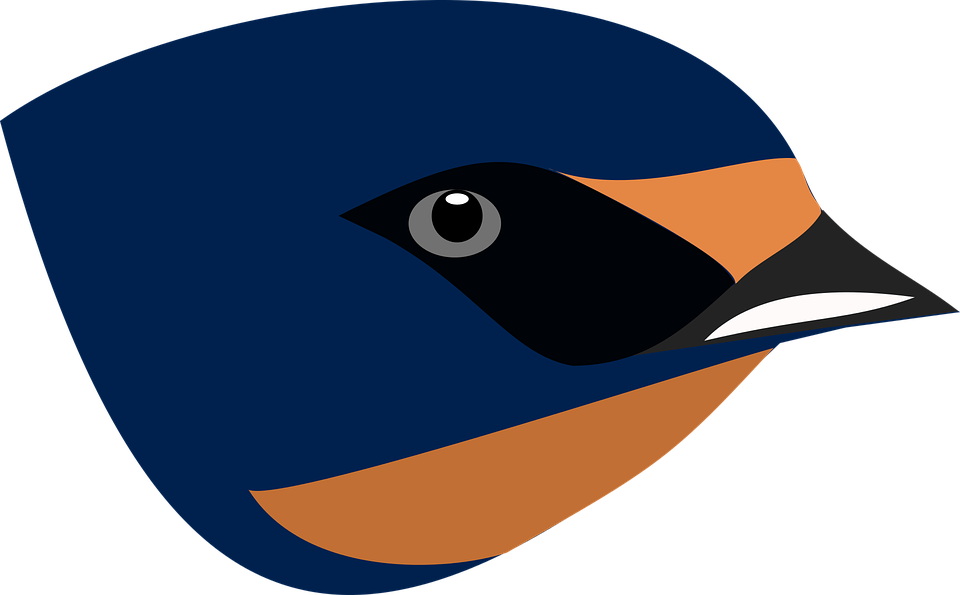 Download Png Image Report - Swallow Bird Head Png (960x595), Png Download