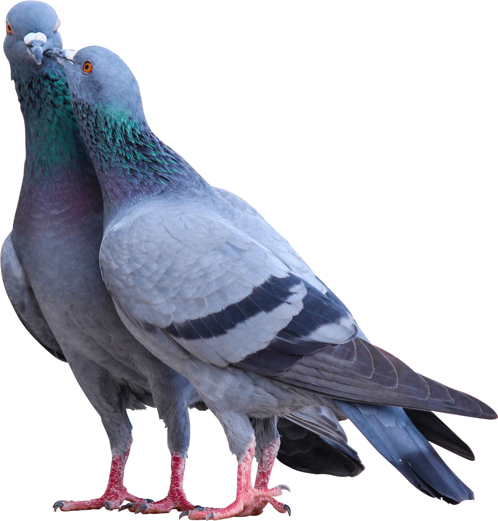Download - Birds (2579x2468), Png Download