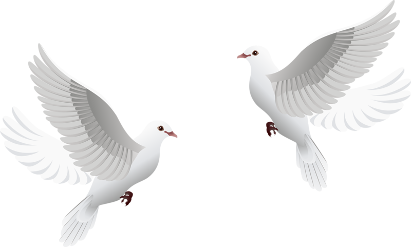 Download Transparent Wedding Dove Png PNG Image with No Background -  