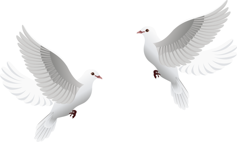 Transparent Wedding Dove Png (800x481), Png Download