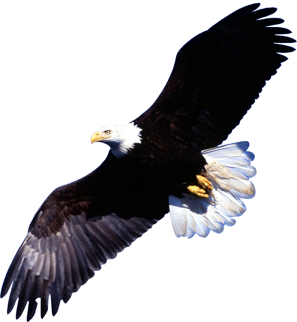 Eagle Png Image - Transparent Background Images Animals (1000x1085), Png Download