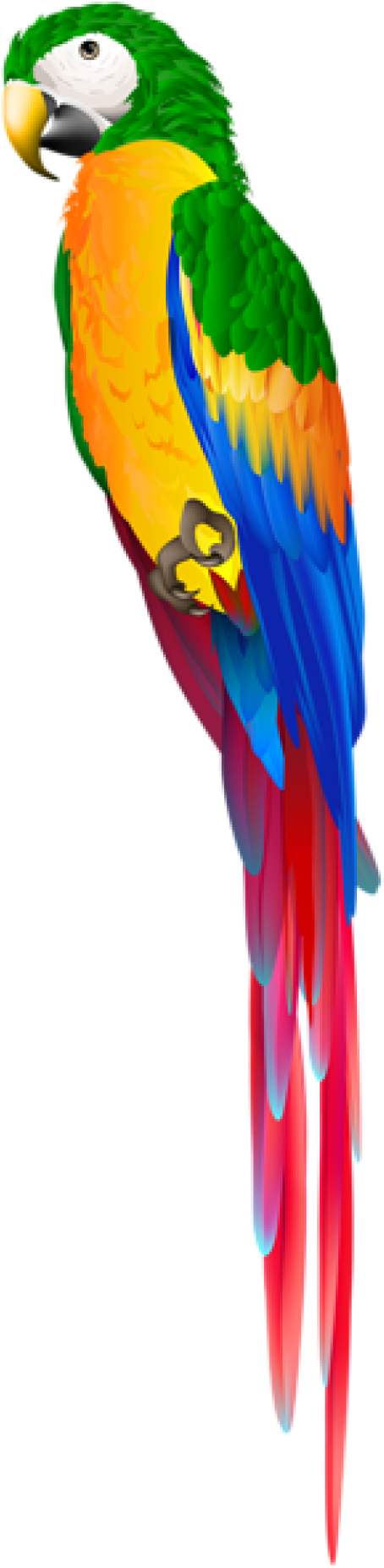 Free Png Download Parrot Green Png Images Background - Transparent Clipart Parrot (480x1883), Png Download