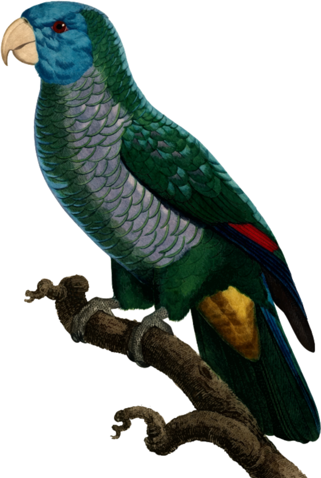 Mq Sticker - Parrot (1024x1024), Png Download