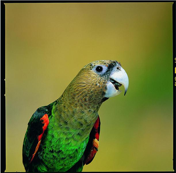 Png Free Download New Species Found Hiding In Plain - Cape Parrot (900x600), Png Download