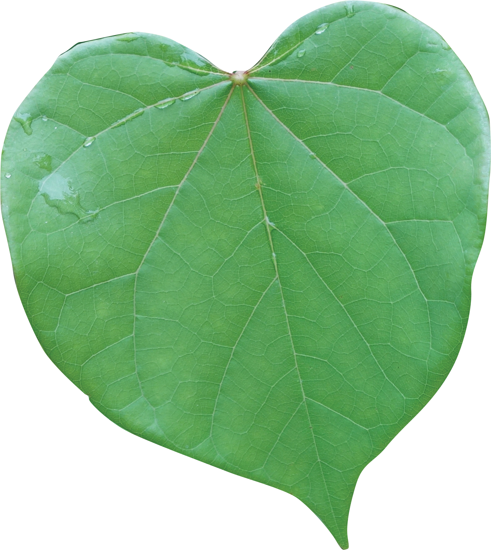 American Aspen (1702x1861), Png Download