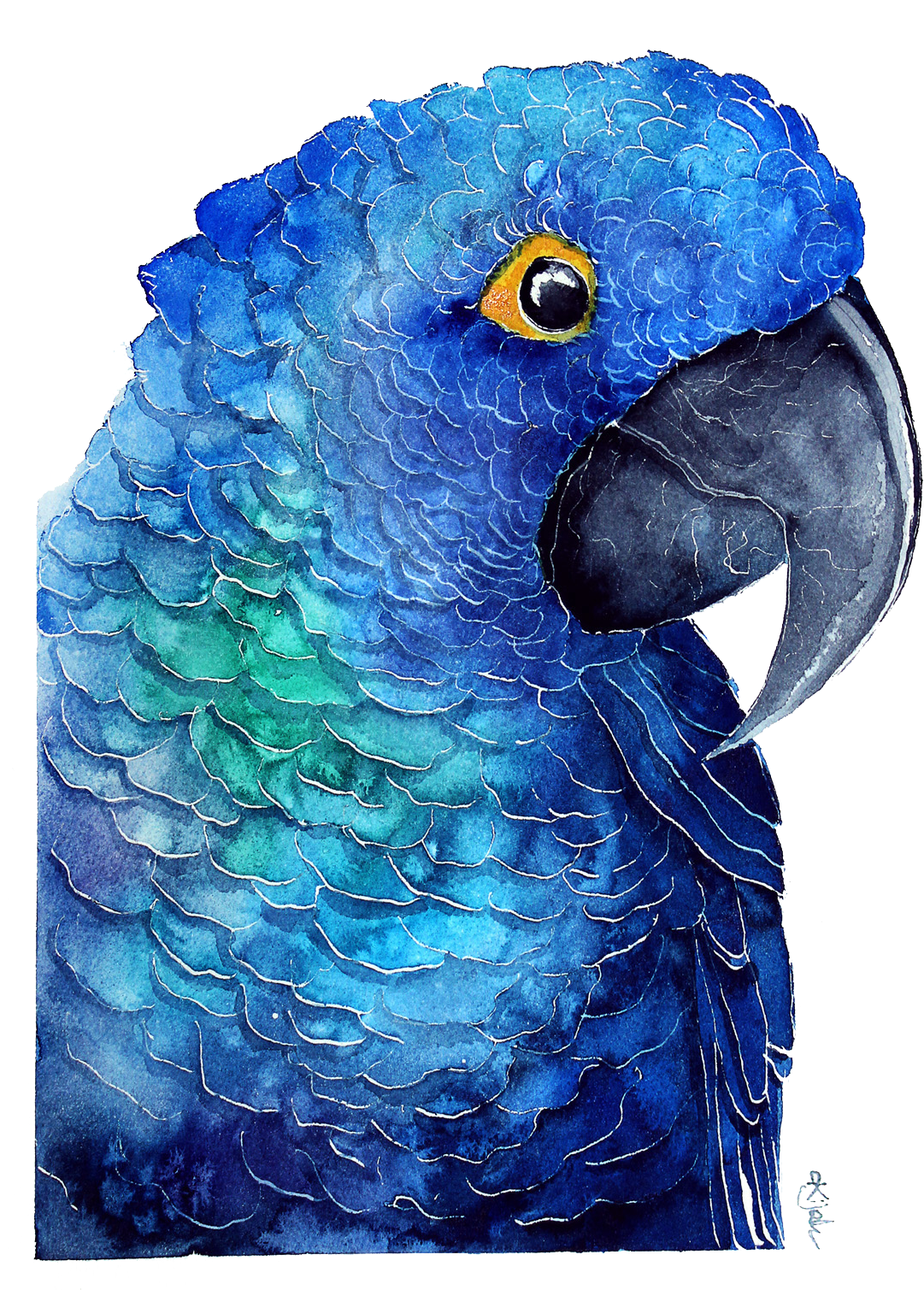 Blue Parrot Download Transparent Png Image - Watercolor Painting (1200x1616), Png Download