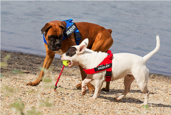 Julius K9 Harness Mini (600x600), Png Download