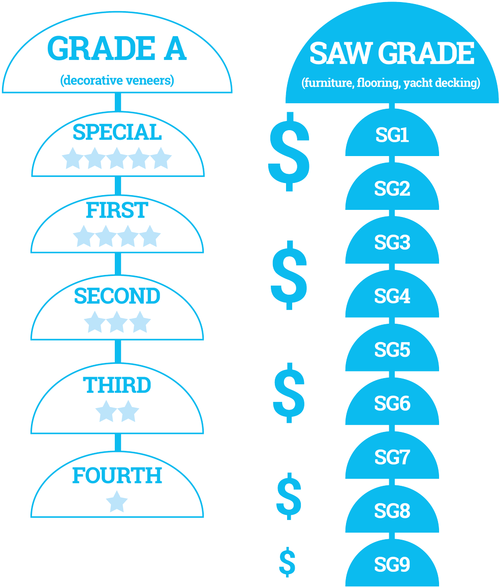 Teak Grading In Myanmar - Circle (1000x1219), Png Download