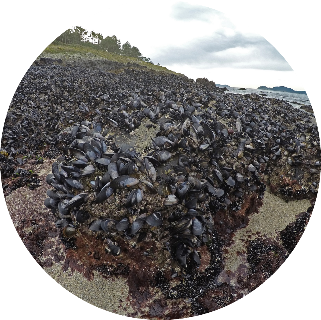 The National Reference Laboratory For Mollusc Diseases - Shore (1087x1086), Png Download