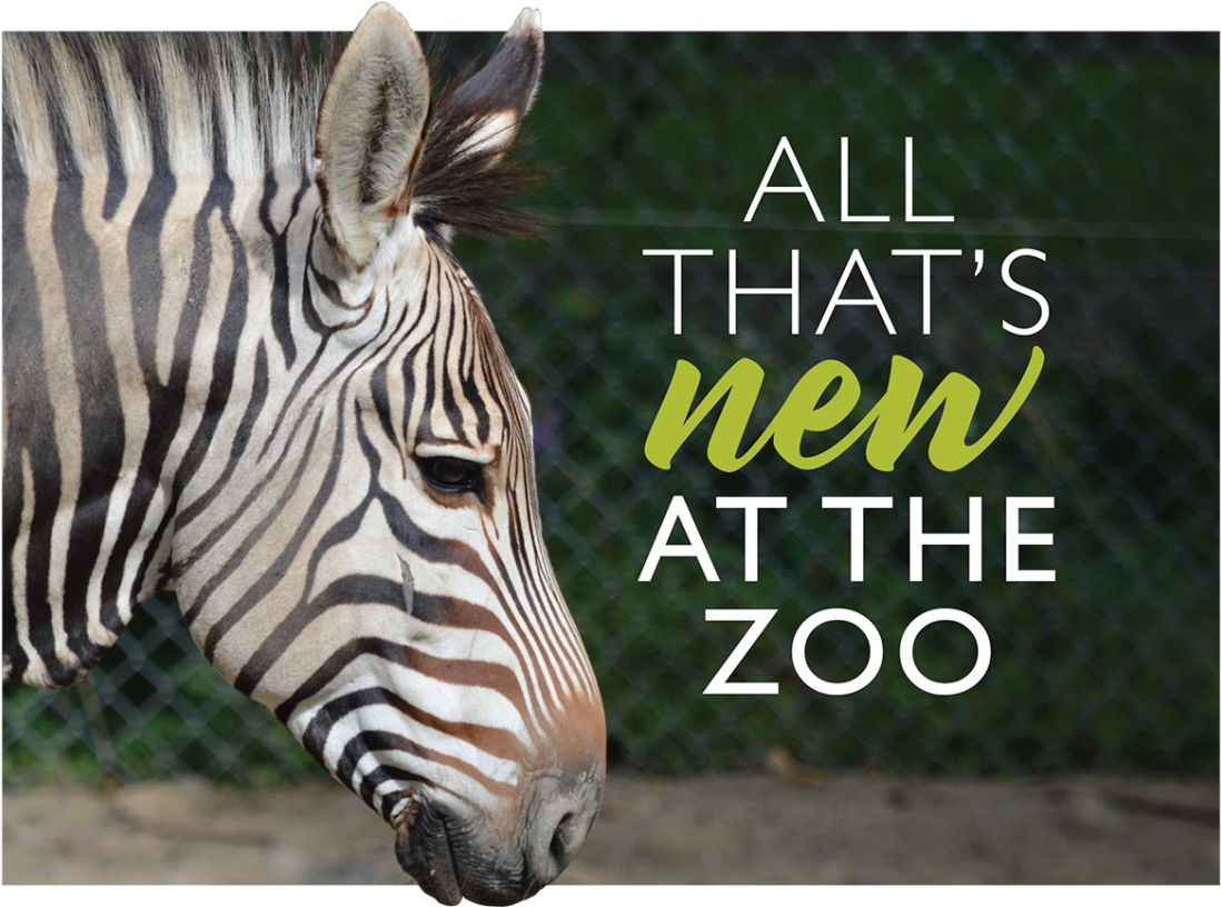 Zebra-1170x857 - Zebra (1170x857), Png Download