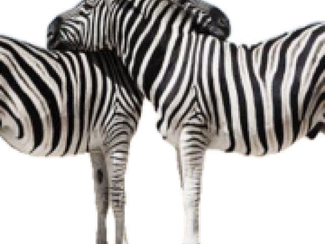 Zebra (640x480), Png Download