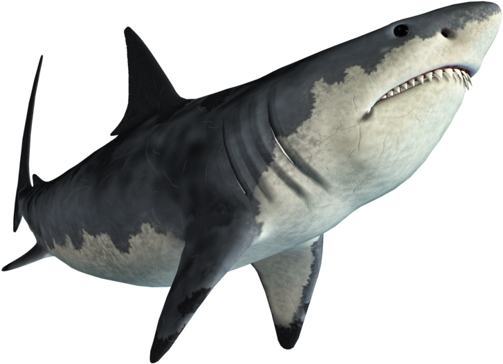 Picsart New 3d Alone Boy Editing Picsart Underwater - Shark Png For Picsart (800x600), Png Download