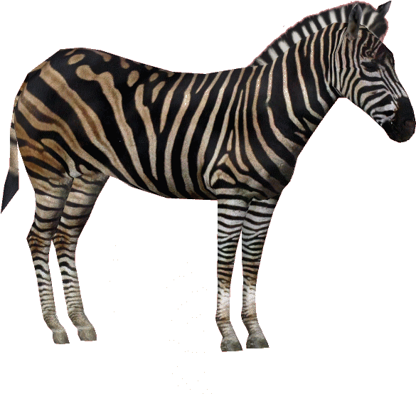 Chapmanzebraam (619x619), Png Download